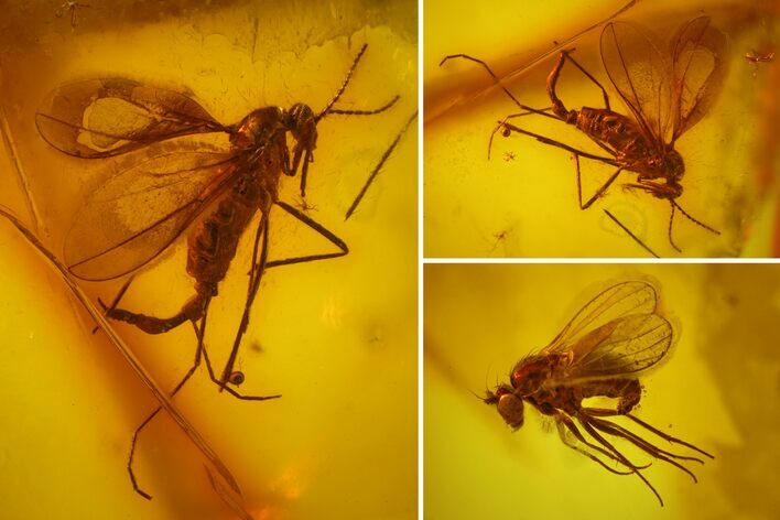 Fossil Gall Midge, Fly and a Mite in Baltic Amber #170031